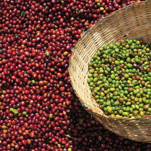 Ethiopia Yirgacheffe Gersay Natural エチオピア イルガチェフ