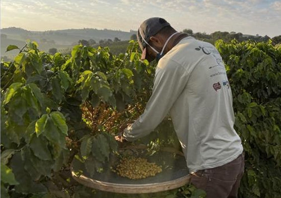 Brazil Fazenda Caxambu ブラジル
