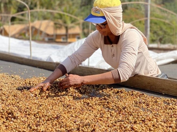 Brazil Fazenda Caxambu ブラジル