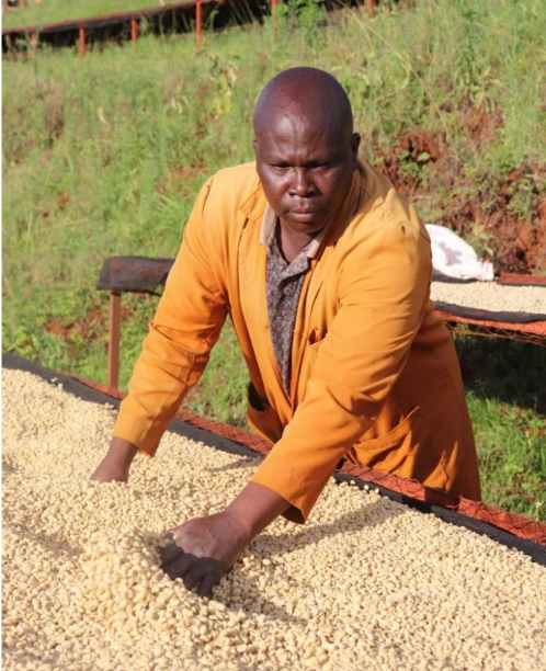 ケニア ガタイティ 中煎り Kenya gathaithi