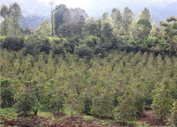 ケニア ガタイティ 中煎り Kenya gathaithi