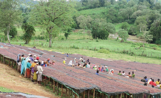 Ethiopia Yirgacheffe Gersay Natural エチオピア イルガチェフ