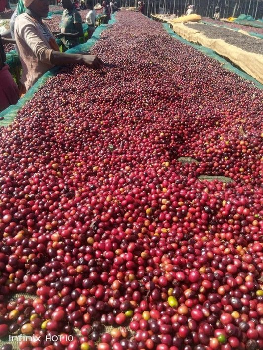 ETHIOPIA Unwashed Yirgacheffe Chelelektu G.1 from Primrose エチオピア チェレレクツ村