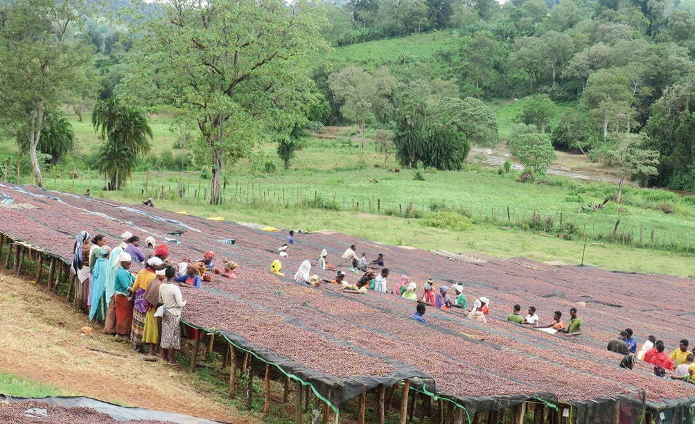 Ethiopia Yirgacheffe G1 Konga Wete White Washed エチオピア コンガ