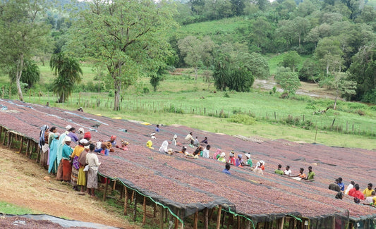 Ethiopia Yirgacheffe G1 Konga Wete White Washed エチオピア コンガ