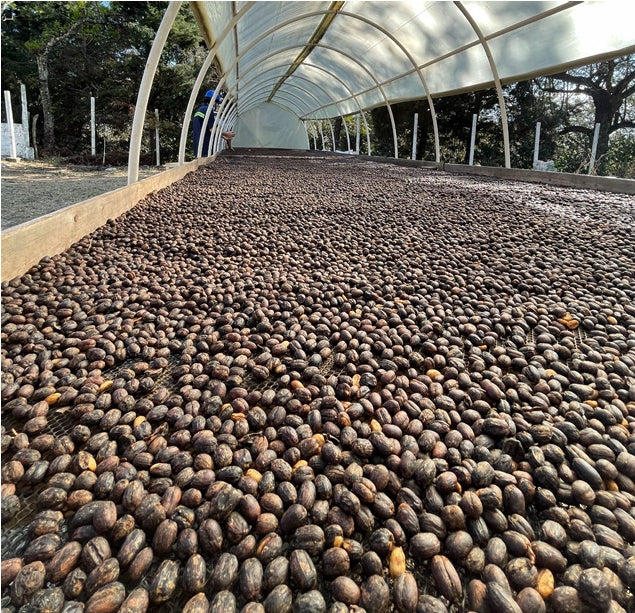 Guatemala Finca  La Labor グァテマラ カーボニックマセレーション