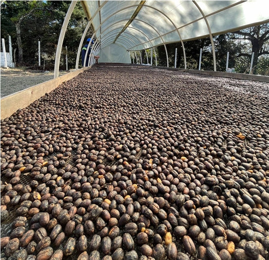 Guatemala Finca  La Labor グァテマラ カーボニックマセレーション