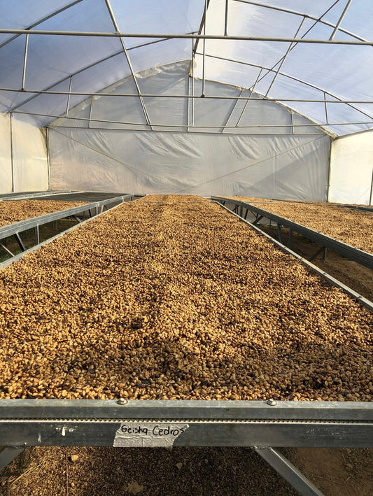 Geisha Costa Rica Santa Teresa 2000 【コスタリカ｜サンタ テレサ 2000】