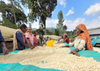 エチオピア ウォルカ チェルベサ 中煎り　Ethiopia Worka Chelbesa